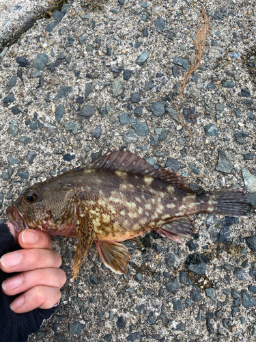 カサゴの釣果