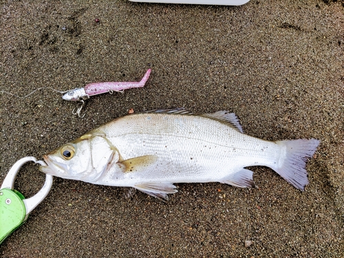 セイゴ（ヒラスズキ）の釣果