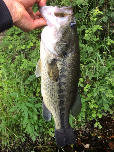 ラージマウスバスの釣果