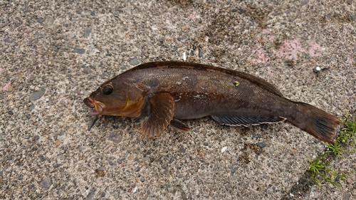 カレイの釣果