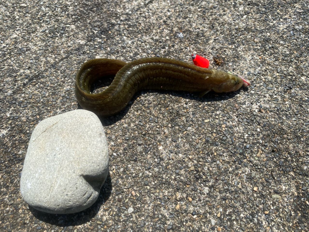 ダイナンギンポ