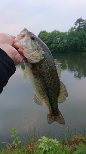 ラージマウスバスの釣果