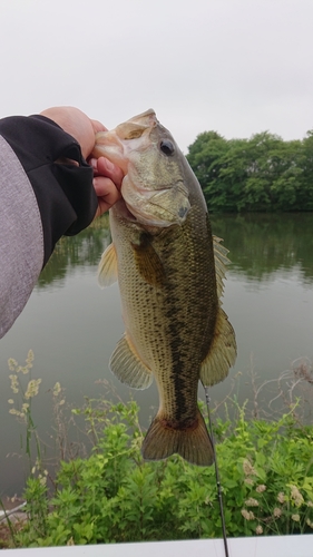 ラージマウスバスの釣果