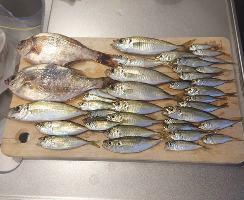 アジの釣果