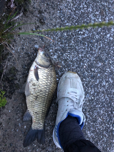 フナの釣果