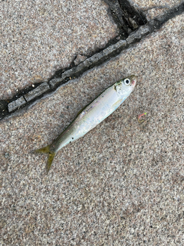 チカの釣果