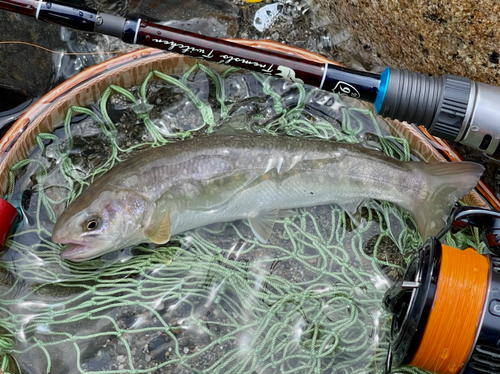 ヤマトイワナの釣果