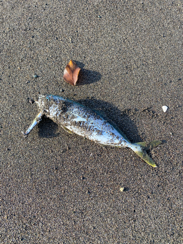 ワカシの釣果