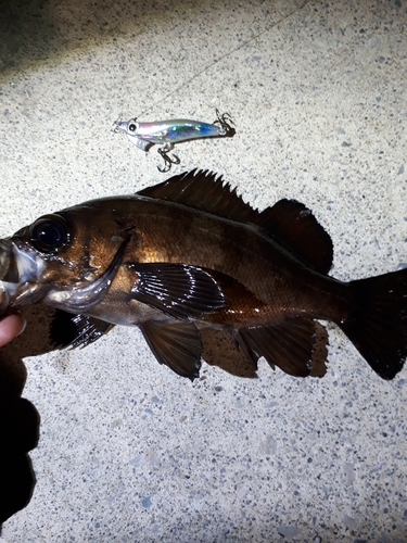 メバルの釣果