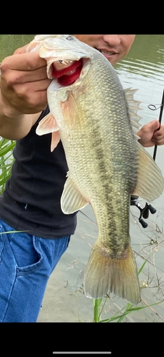 ブラックバスの釣果