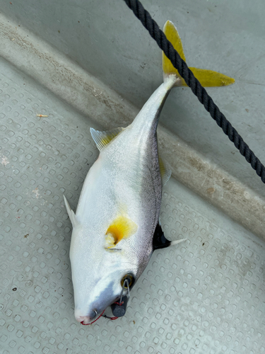 ギマの釣果