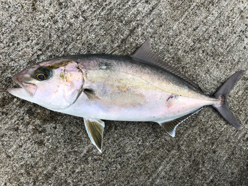 カンパチの釣果