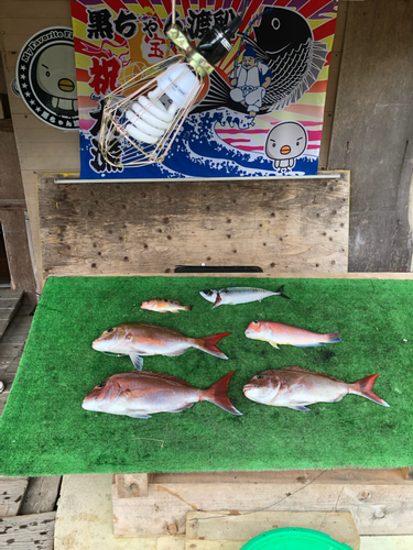 マダイの釣果