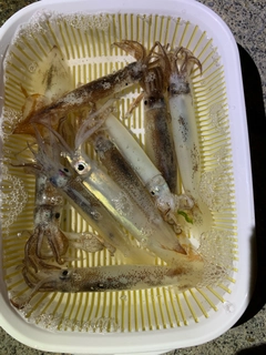 スルメイカの釣果