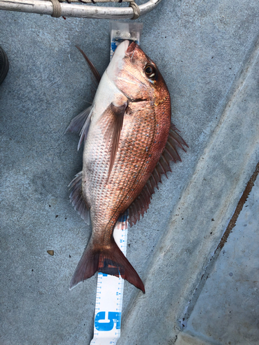 マダイの釣果