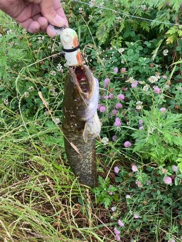 マナマズの釣果