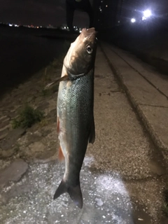 マルタウグイの釣果