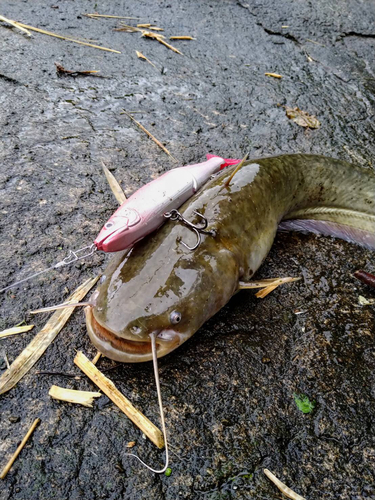 ナマズの釣果