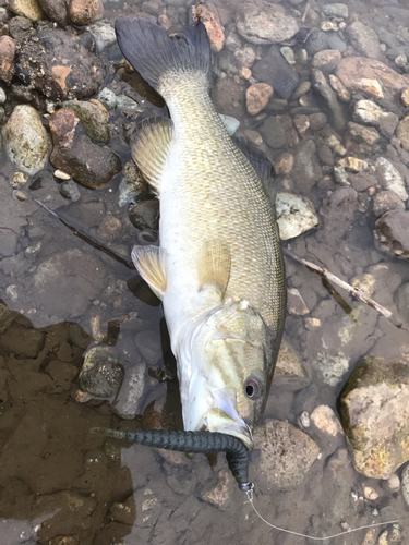 スモールマウスバスの釣果