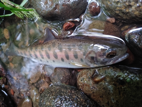 ヤマメの釣果