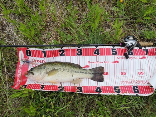 ブラックバスの釣果