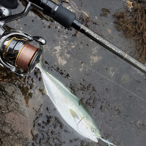 イナダの釣果