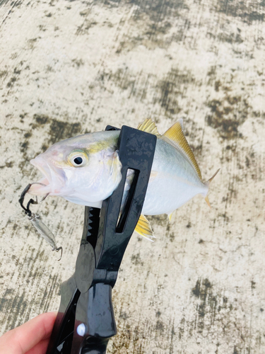 ショゴの釣果