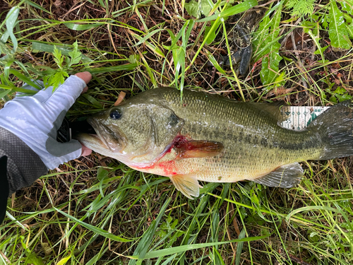 ラージマウスバスの釣果