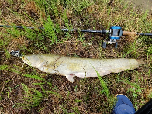 ナマズの釣果