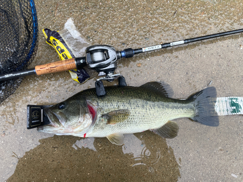 ラージマウスバスの釣果