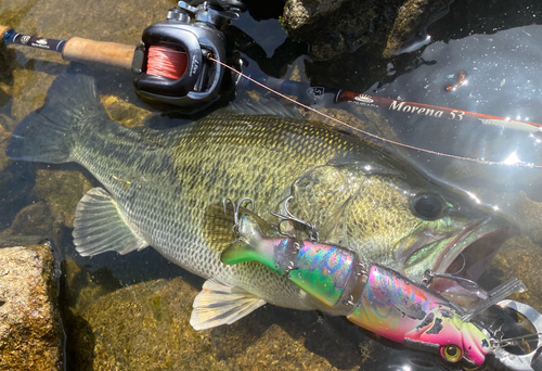 ブラックバスの釣果