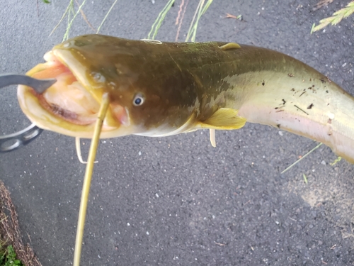 ナマズの釣果