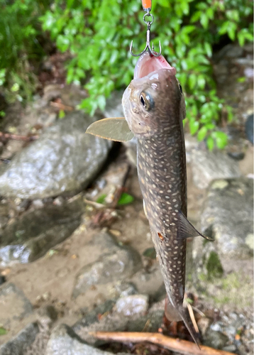 イワナの釣果