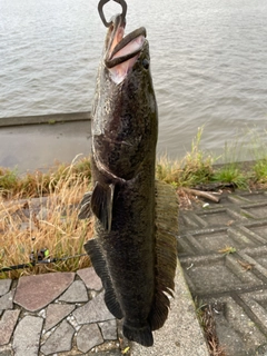 ライギョの釣果