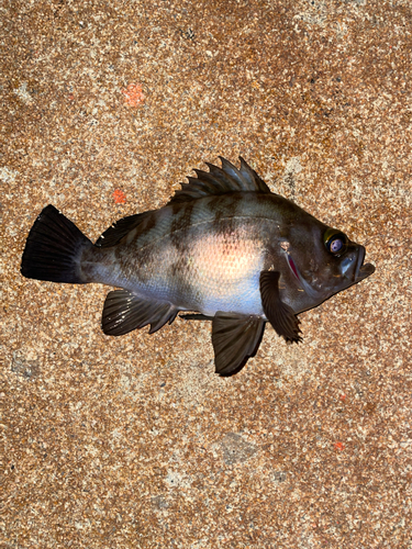 メバルの釣果