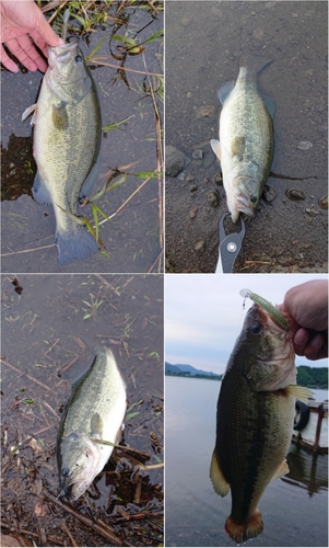 ブラックバスの釣果