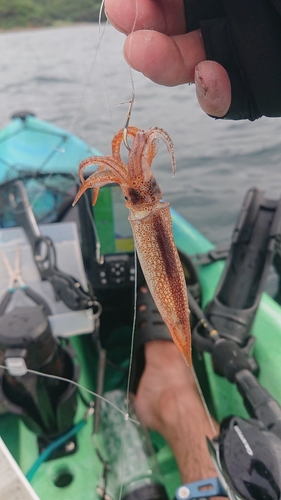 ササイカの釣果