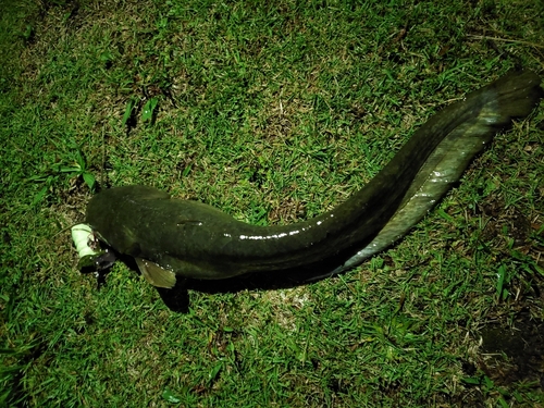 ナマズの釣果