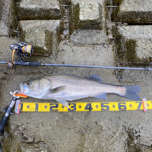 スズキの釣果