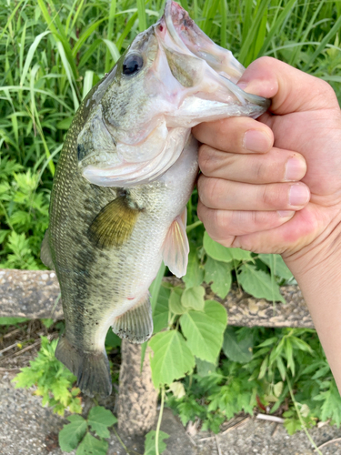 ラージマウスバスの釣果