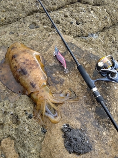 アオリイカの釣果