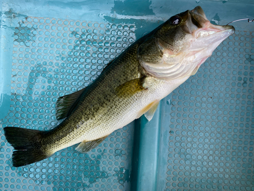 ラージマウスバスの釣果