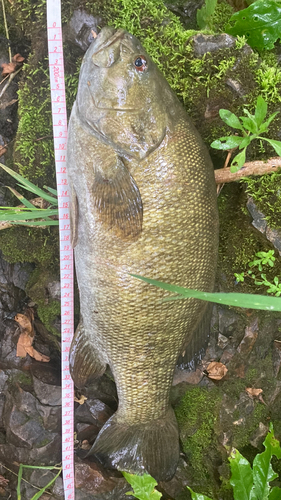 ブラックバスの釣果