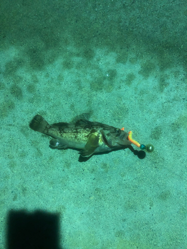 タケノコメバルの釣果