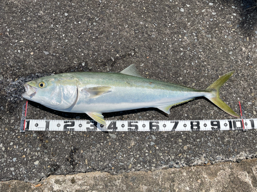 ブリの釣果