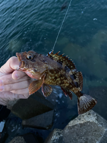 カサゴの釣果