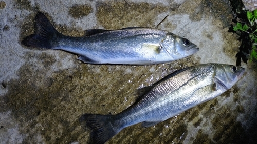 セイゴ（マルスズキ）の釣果