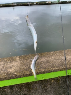 マイワシの釣果