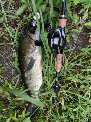 ブラックバスの釣果