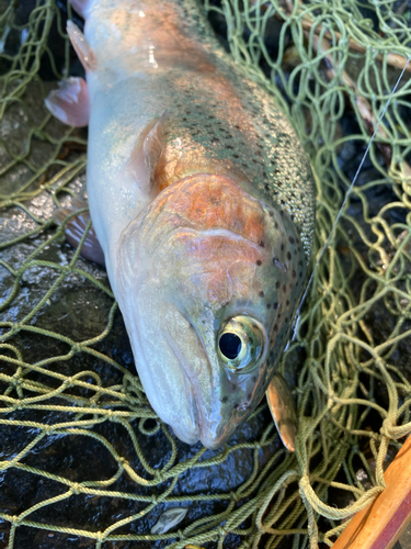 ニジマスの釣果